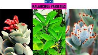 Kalanchoe Varieties A to Z [upl. by Agripina]