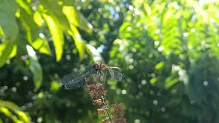 A splash of color dragonflies on basil flowers [upl. by Hanser]