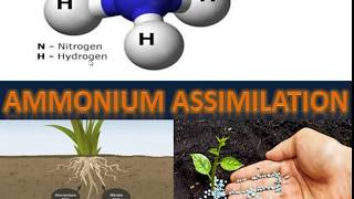 NET LIFE SCIENCE III Ammonium Assimilation [upl. by Litton]