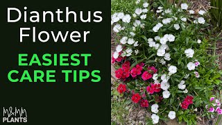 Dianthus Plant Easiest Way To Care For Maximum Blooming  M and MM Plants [upl. by Aicnelav]