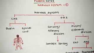 NERVOUS SYSTEM  PART 1  BRAIN ANATOMY amp PHYSIOLOGY  RRB  ESIC  GPAT  NIPER  DI  NEET [upl. by Yebloc]