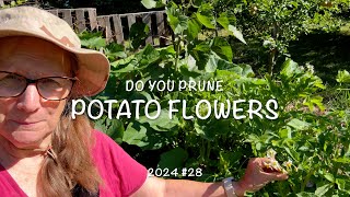 Do you Prune Potato Flowers 2024 28 [upl. by Caren]