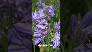 Choose Agapanthus In Flower  Gardening Tips For August [upl. by Haerb572]