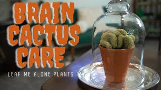 Brain Cactus Mammillaria elongata ‘Cristata Plant Care Guide [upl. by Marysa]