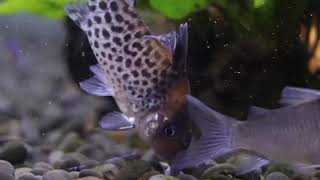 Corydoras punctatus nanay [upl. by Effie]