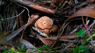 Is this the Foetid Parachute Gymnopus foetidus [upl. by Marianne710]