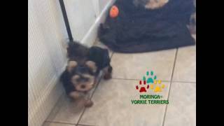 Yorkshire Terriers Puppies Benji amp Lilly to cute [upl. by Ohaus434]