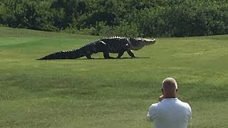 Giant Gator Walks Across Florida Golf Course  GOLFcom [upl. by Haidebej]