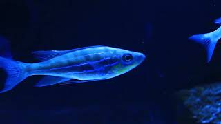 Benthochromis Horii Mpimbwe WF [upl. by Luy]