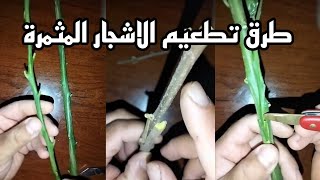 تعلم الطرق الصحيحة لتطعيم مختلف الاشجار المثمرة المظمونة مع الاستاذ جيجلي Greffage des Arbres [upl. by Azmuh]