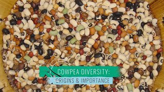 Cowpea Diversity 1 Origins and Importance [upl. by Atte925]