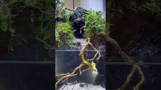 Beginner friendly Nano Paludarium  Waterfall  River Stream  Betta  Vampire Crab [upl. by Ennis]