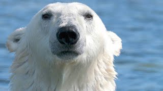 Polar Bear Goes After a Young Beluga Calf [upl. by Bander]