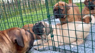 AMAZING Boerboel Puppy Transformation From 3 Days To 6 Weeks Old Cute Chunky Pups [upl. by Joaquin]