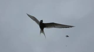 An amazing boat trip to the Farne Islands [upl. by Elvah]