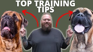 3 TIPS FOR TRAINING YOUR BULLMASTIFF [upl. by Tila]