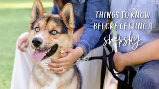 THINGS TO KNOW BEFORE GETING A SHEPSKY GERMAN SHEPHERD HUSKY MIX [upl. by Richma]