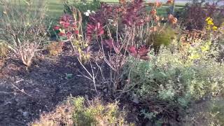 Fall Foliage of the Royal Purple Smoke Tree Cotinus coggygria [upl. by Darelle]