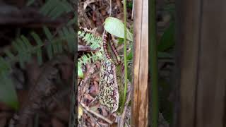 Insectivorous plants travel southeastasia airport music song art artist rock [upl. by Latham]