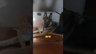 Kitten and German Shepard become Best Friends [upl. by Weldon]