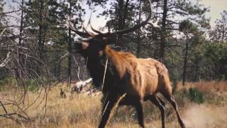 Eastmans Hunting TV  Close Encounters w Elk  Outdoor Channel [upl. by Fevre702]