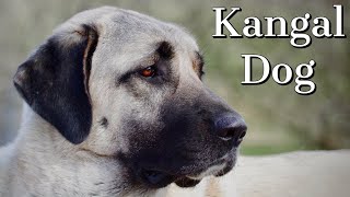 Kangal Dog  Is it right for you [upl. by Rosanne]