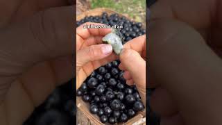 Jaboticaba aka Brazilian tree grape fruit [upl. by Ludly900]