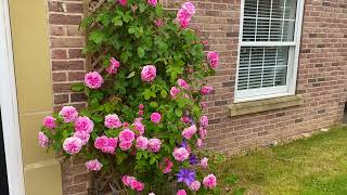 GERTRUDE JEKYLL English Climbing By davidaustinroses Rose for doorway England 8b climbingrose [upl. by Orutra]