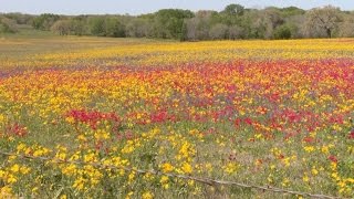 Plant wildflower seeds Jeff Ferris Central Texas Gardener [upl. by Hcab]