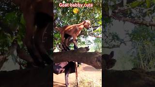 Goat cute babyshortsviralvideo viewsviralvideosubscribersgrow video 🎥goat 🐐comment goats [upl. by Kristopher908]