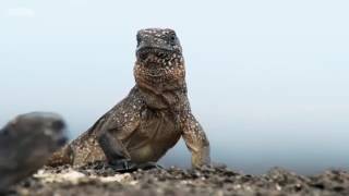 The Aussie Take Iguana vs Snakes Lizard [upl. by Rolfe]