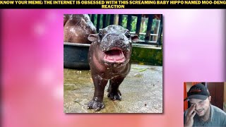 Know Your Meme The Internet Is Obsessed With This Screaming Baby Hippo Named MooDeng Reaction [upl. by Aynatal579]