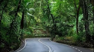 Fern Gully Ocho Rios Jamaica Tour [upl. by Lisabeth]