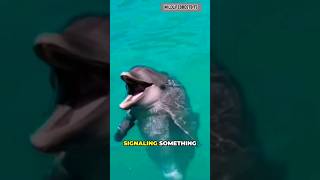 Dolphin Calls For Humans To Help Save Her Baby dolphin shorts [upl. by Nohsar190]