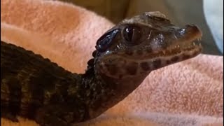 The cutest sound ever 🐊🤍 caiman vibes animalshorts petshorts cute fyp [upl. by Draper3]