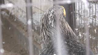 オオワシ 円山動物園 2018年2月12日 [upl. by Aihpos]