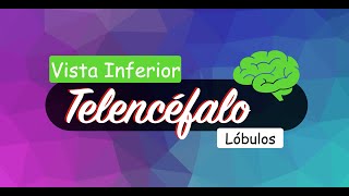 🥇Lóbulos cerebrales  Vista Inferior 🧠 menos de 2m⏳ [upl. by Naujik]