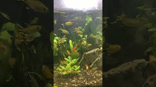 Crazy silver tip tetras [upl. by Schapira]