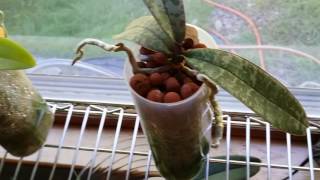 Indoor Orchid Updates After My Vacation [upl. by Filippo278]