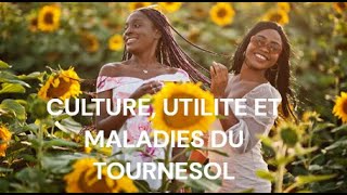 LA CULTURE DU TOURNESOL [upl. by Lombardi]