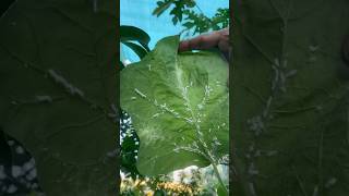 বেগুন গাছে মিলিবাগ হলে কী করবেন ॥foryou tree plants gardening garden trees plant vegetables [upl. by Verner295]