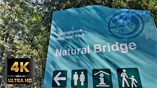 Springbrook National Park  Queensland Australia  4K HD Walking Tour [upl. by Ahsilek933]