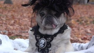 Spooky Halloween Goth Pug [upl. by Lemmor]