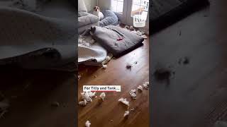 This dog tore up a couch pillow and didnt seem sorry about it dogs [upl. by Antonin]