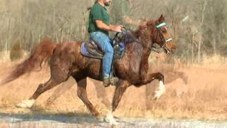 Speed Racking Standardbred Gelding A TOUCH TOO MUCH Dec 2012 [upl. by Ardolino]