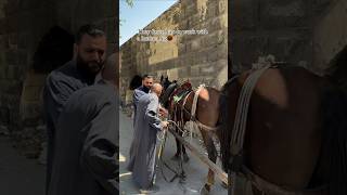 Rescuing a horse and the difference at the end of the video short horse horses [upl. by Atikaj]