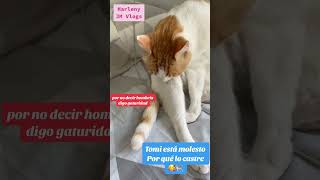 Tomi está muy molesta tomi humor parati tiernos mismascotas shorts viralvideo [upl. by Oaoj911]