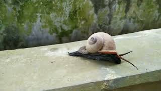 LARGE Garden Snail [upl. by Tik]