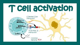 T cell activation  What are the 3 signals for T cell activation T cell differentiation Immunology [upl. by Badr]