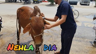 JANWAR KO NEHLA DIA  MUHALLE ME OR JANWAR AAGAYE  BAKRAEID VLOG [upl. by Etireugram]